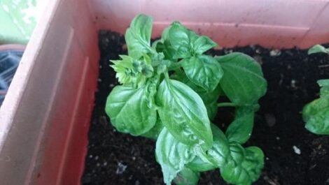 Growing, Harvesting and Using Basil Image